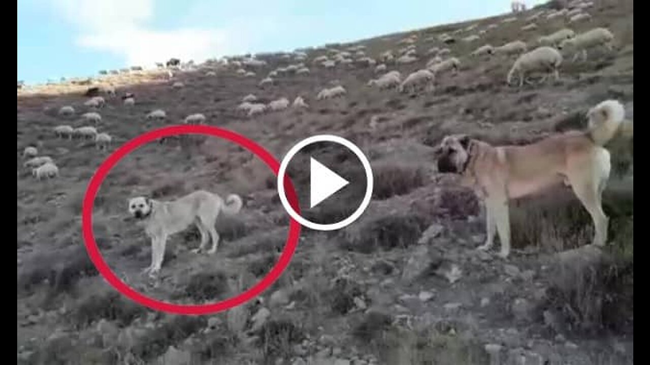 Kangal Dogs Mission