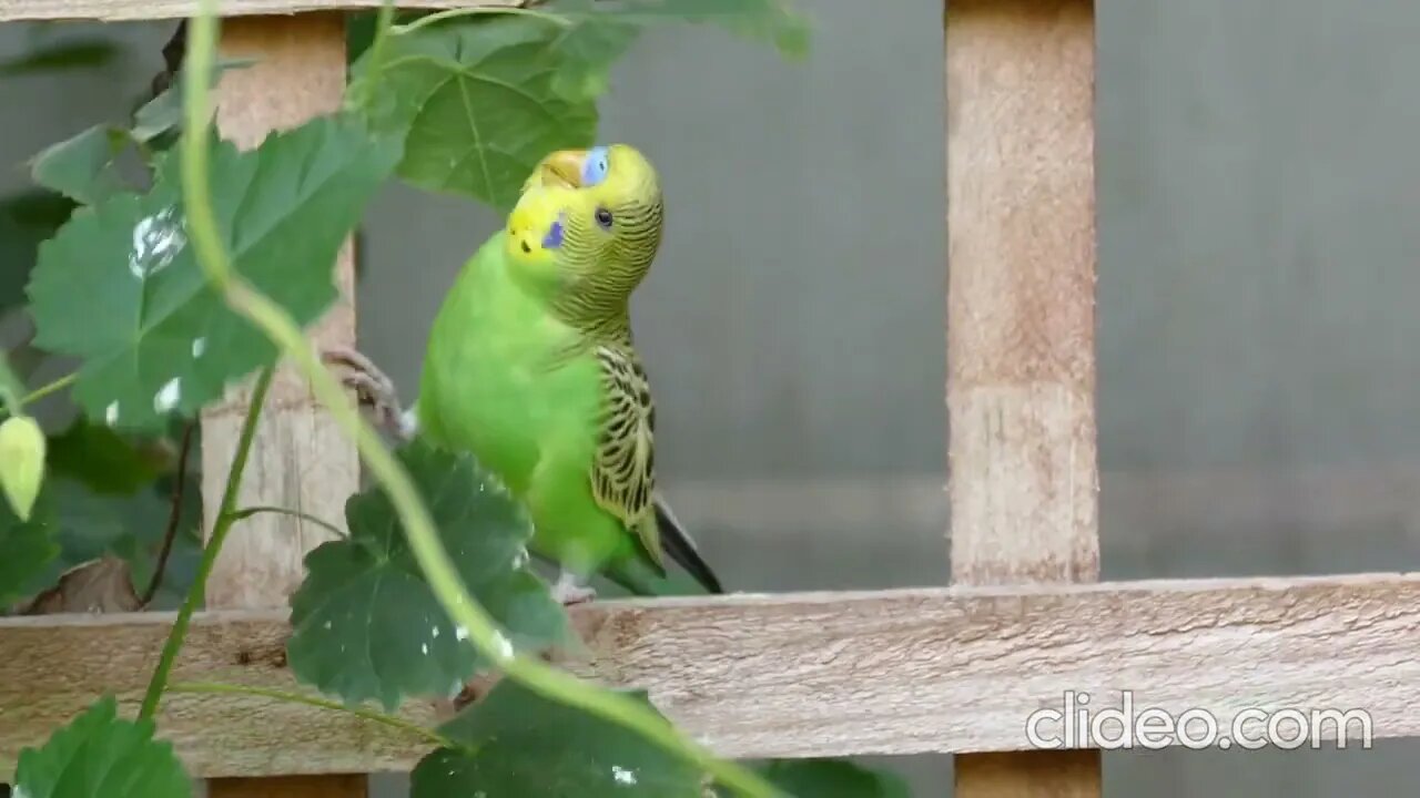 funny animals 4k video- relaxing music