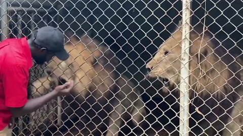 Zoo Attendant’s Finger Bitten Off By Lion!