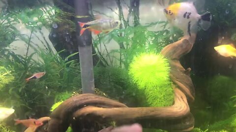 New 40 Gallon Planted Dirted Tank Set Up