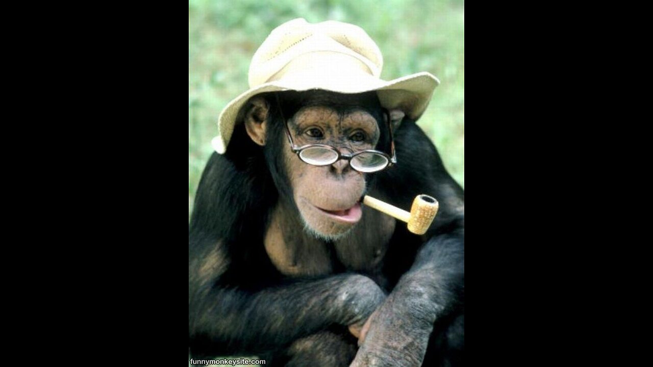 Most Funny Monkey Prankπππ