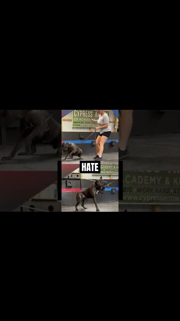 Let's STOP Animal Cruelty #shorts #pets #viral