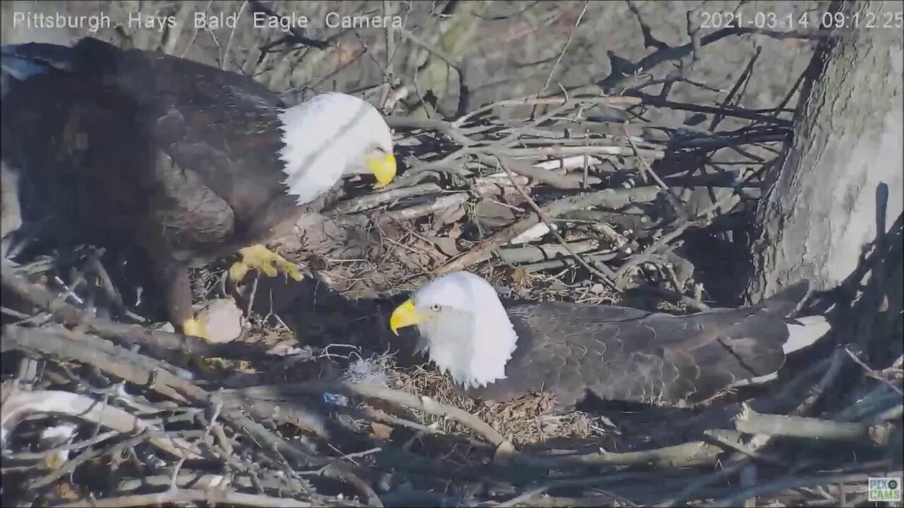 Hays Eagles Mom asks Dad "Wood you like to build something with these"? 3.14.21