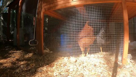 My Backyard Chickens - Week 16 Compilation