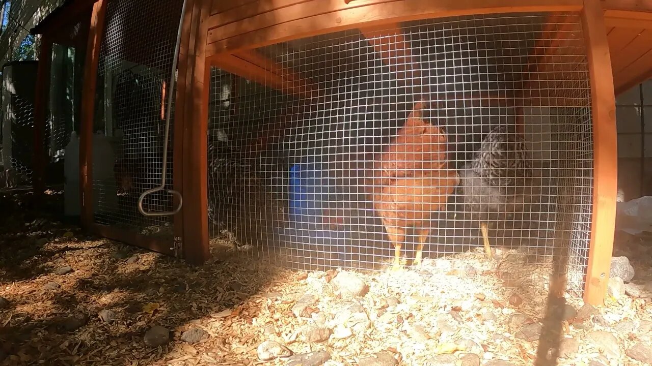 My Backyard Chickens - Week 16 Compilation