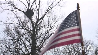 Eagle population soars across Ohio