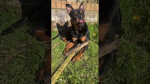 Cutest Dog Relaxing Chewing Stick 🐶 YouTube (must watch) [4K]#shorts #short #asmr #viral #trending