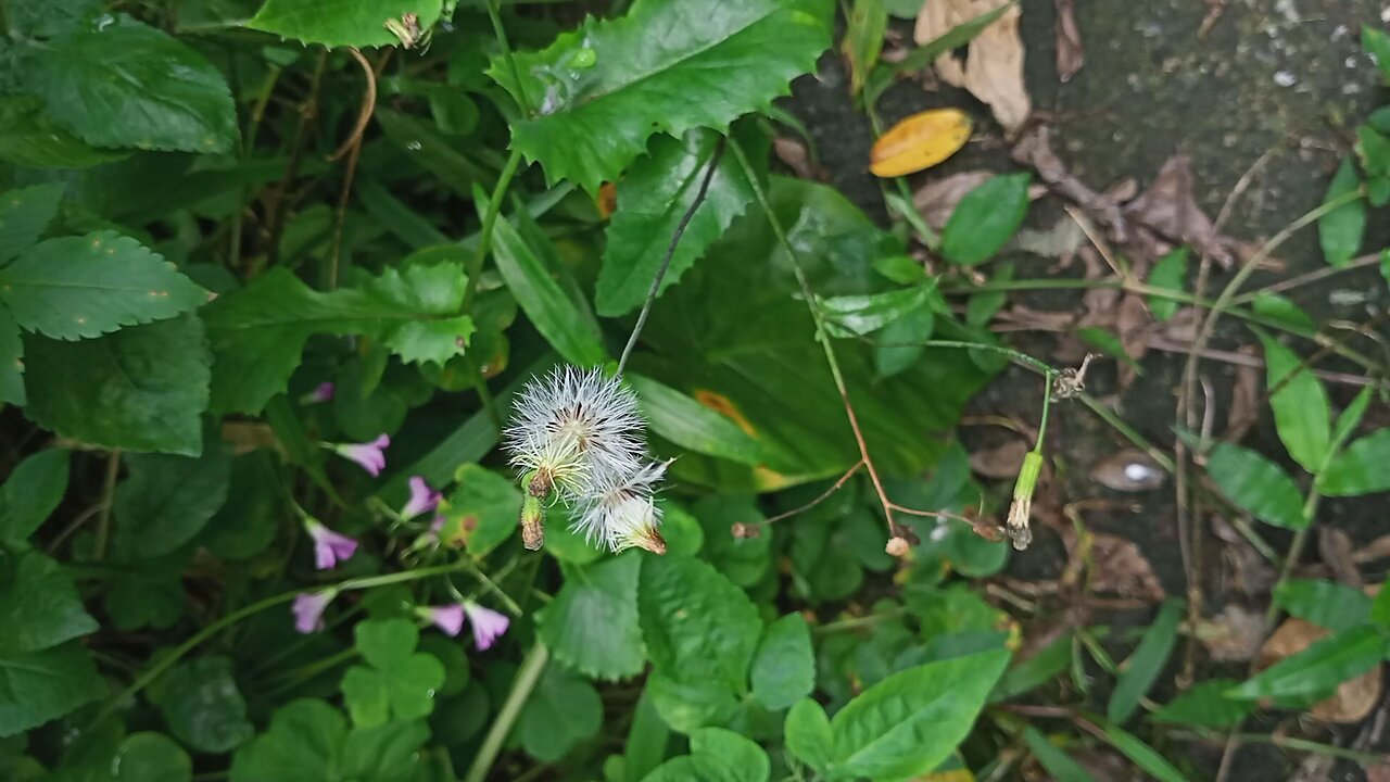 Beautiful flowers ready to take off against gravity together