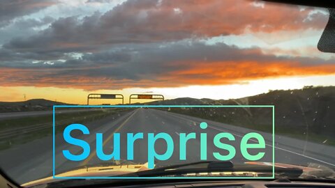 Hedgehogs return to the great Pacific Northwest