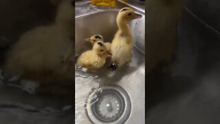 Our Silver Appleyard Duckings enjoying a bath. #shorts #ducklings