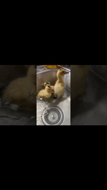 Our Silver Appleyard Duckings enjoying a bath. #shorts #ducklings
