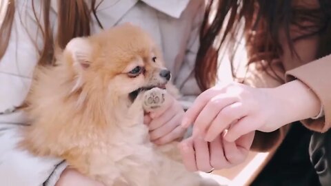 Os Cachorros mais fofos do youtube!!
