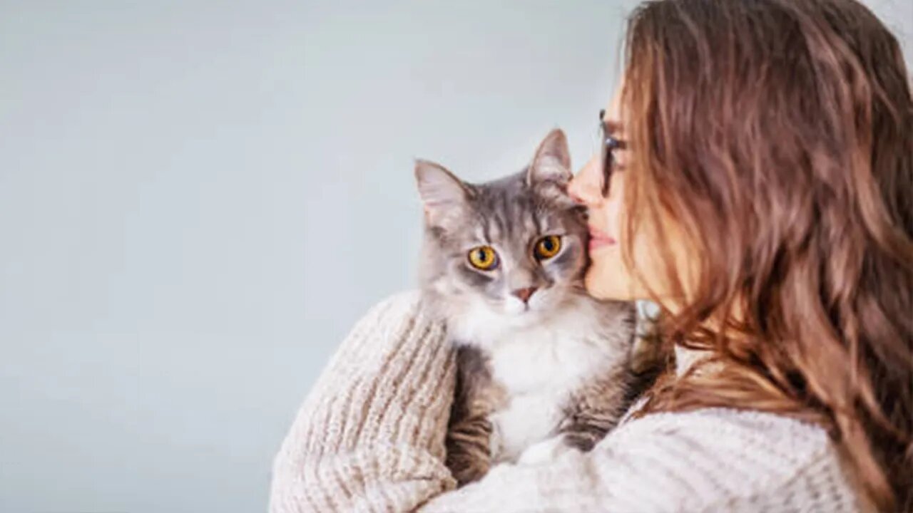 Cute and Funny Cat Videos Compilation - Don't try to hold back Laughter 😂 - FairyCats
