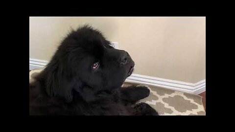 Newfoundland dog