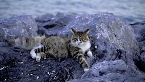 A beautiful tabby cat is laying down on rocks beside the sea