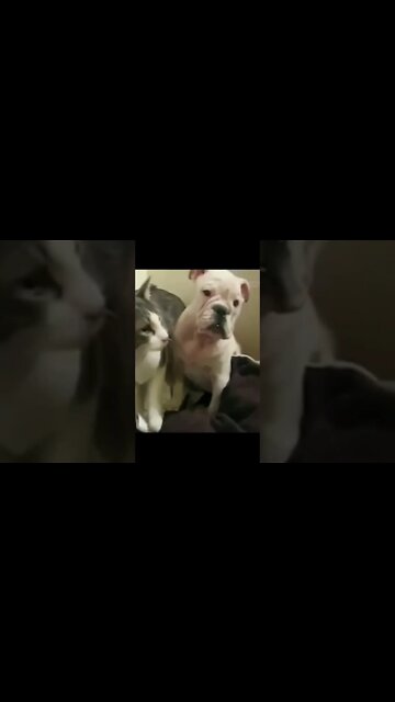 nao é nao. ta osso de entender? #shorts