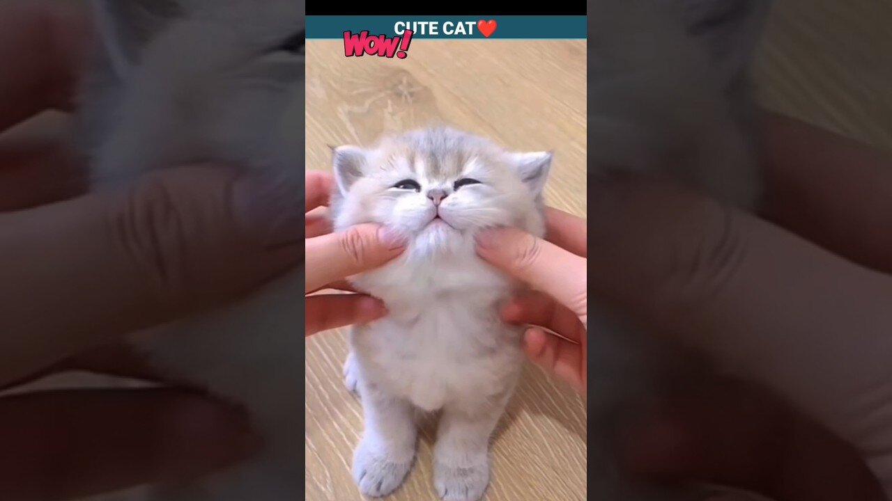 Funny Cats 😻😻 A Beautiful Moments.