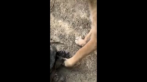 Dog catch turtles