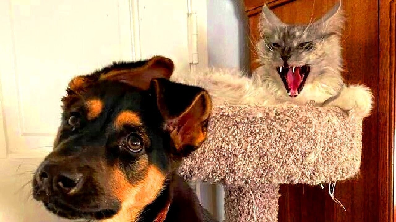 Best Funny Animal Videos 2023 - Funniest Cats And Dogs Video - Part - 98