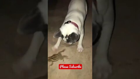 Cute Frenchie playing with a Big Toad 🐸 #shorts