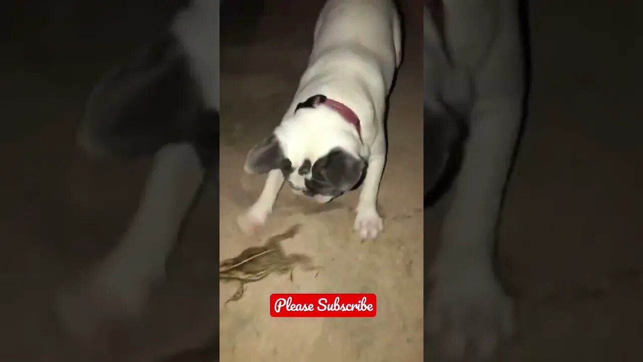 Cute Frenchie playing with a Big Toad 🐸 #shorts