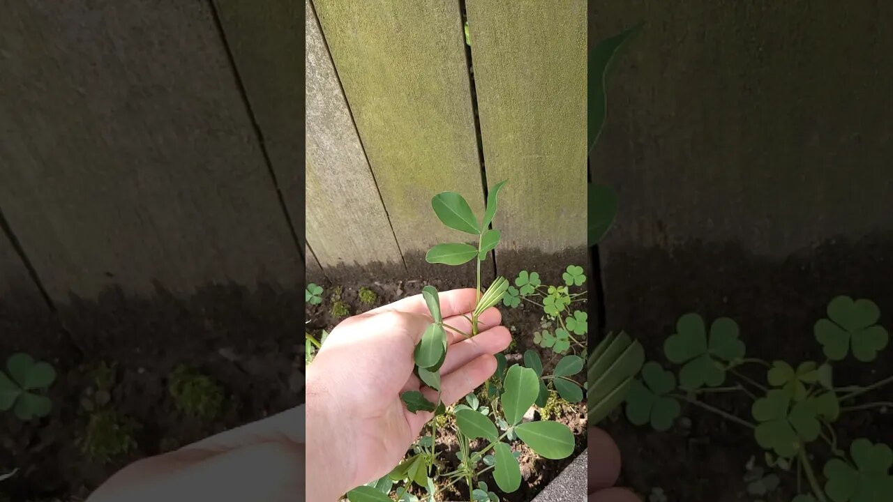 Flowers & Yard Walking Update Video Maybe You Know What They Are?