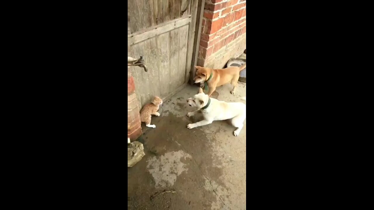 cat and dog funny video 😂😂😂