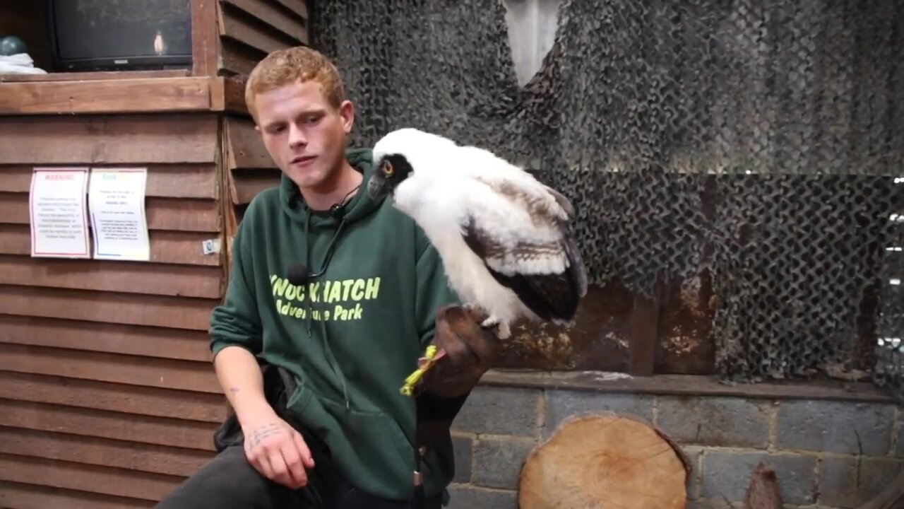 Specacled Owl - Optic Knockhatch / Falconer Owen Lait