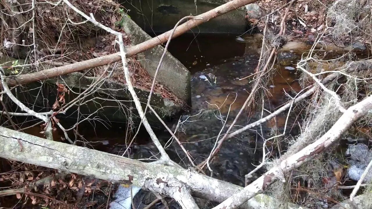 Babbling Brook from a Stream in South Georgia