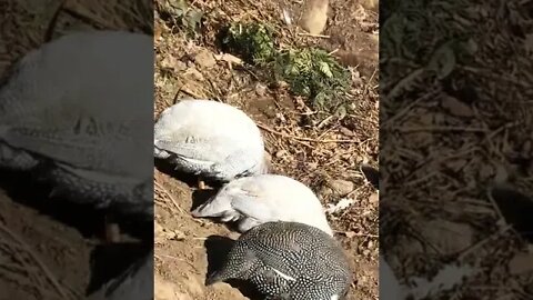 Long visit with birds, Picachu on her day out and her behaviour to stay safe.