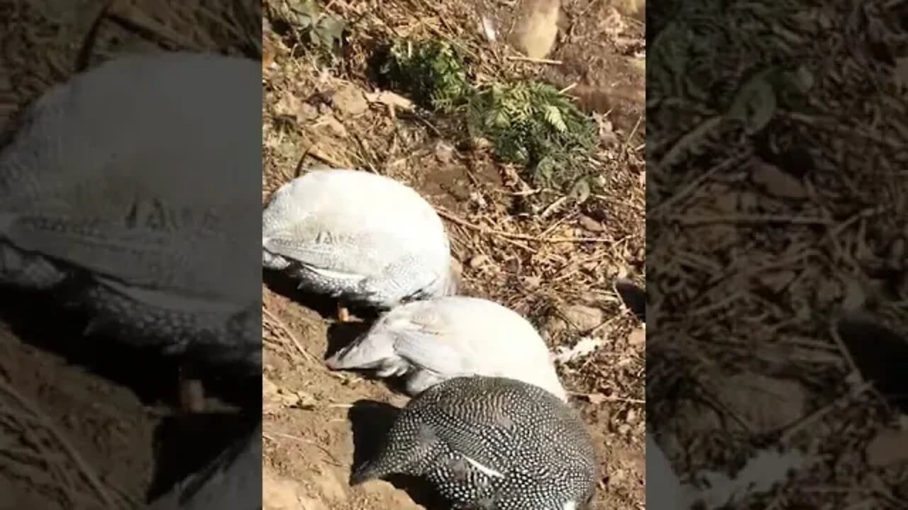 Long visit with birds, Picachu on her day out and her behaviour to stay safe.