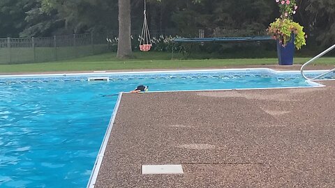 Dog play fetch in pool by her self.