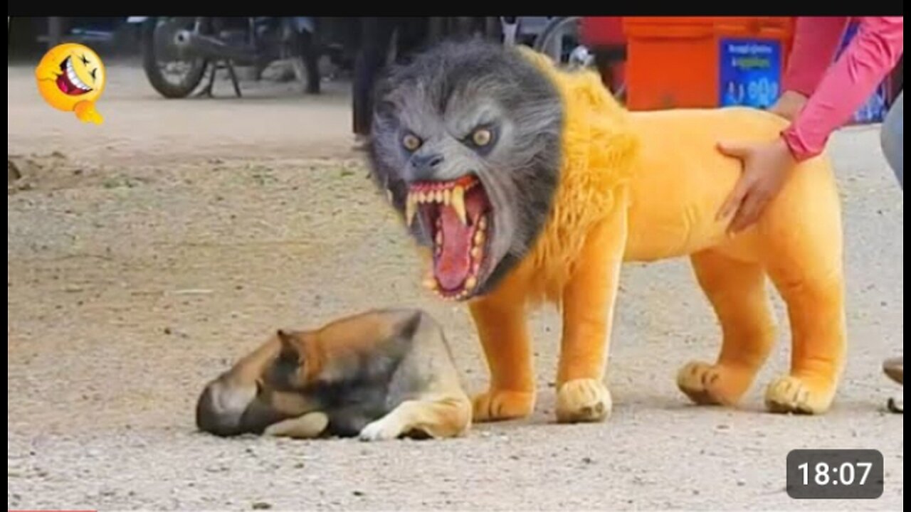 Troll Prank Dog Funny & fake Lion and Fake Tiger Prank To dog & Huge Box