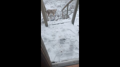 Aussie and his Snowy Stairs