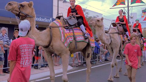 Majestic Dromedary Camels Grace the Streets of Bunbury Australia