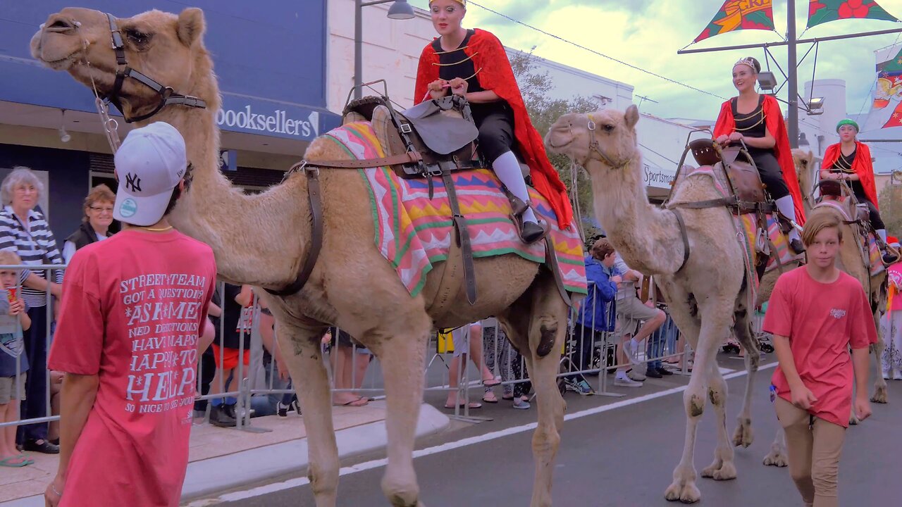 Majestic Dromedary Camels Grace the Streets of Bunbury Australia