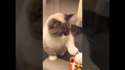 Cat funny video