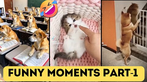 most funniest cat on internet 🐱 cat compliment