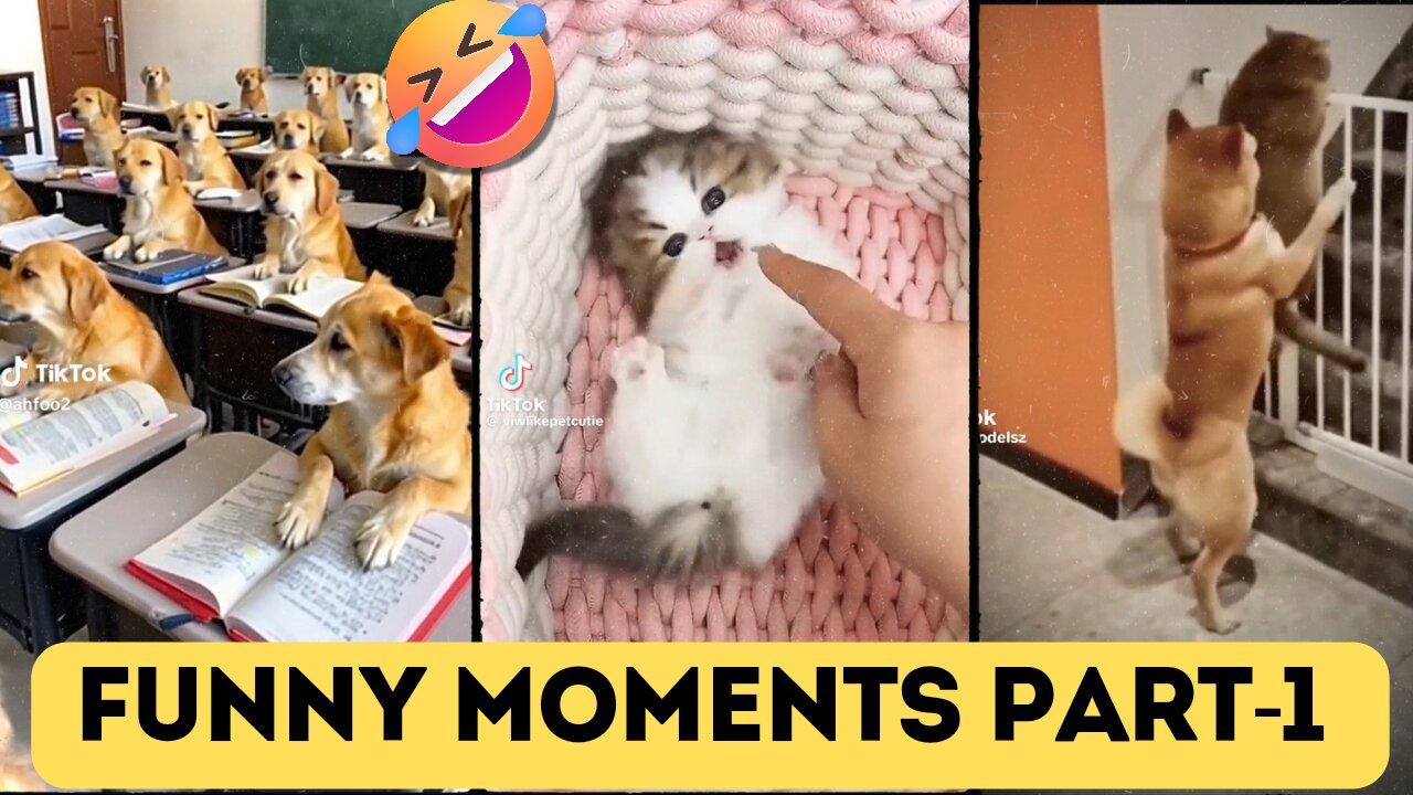 most funniest cat on internet 🐱 cat compliment