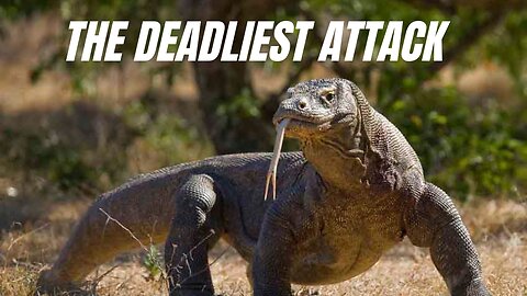 Terrifying Komodo Dragon Attack Caught on Camera! | The deadliest attack