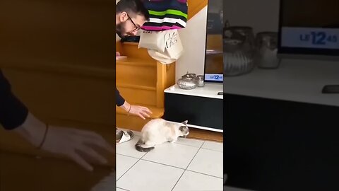 Funny Animal Videos 2023