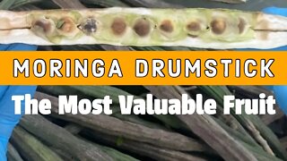 Moringa Drumstick Fruit Harvest 101 - Organizational Lesson and Utilization of Tree Material