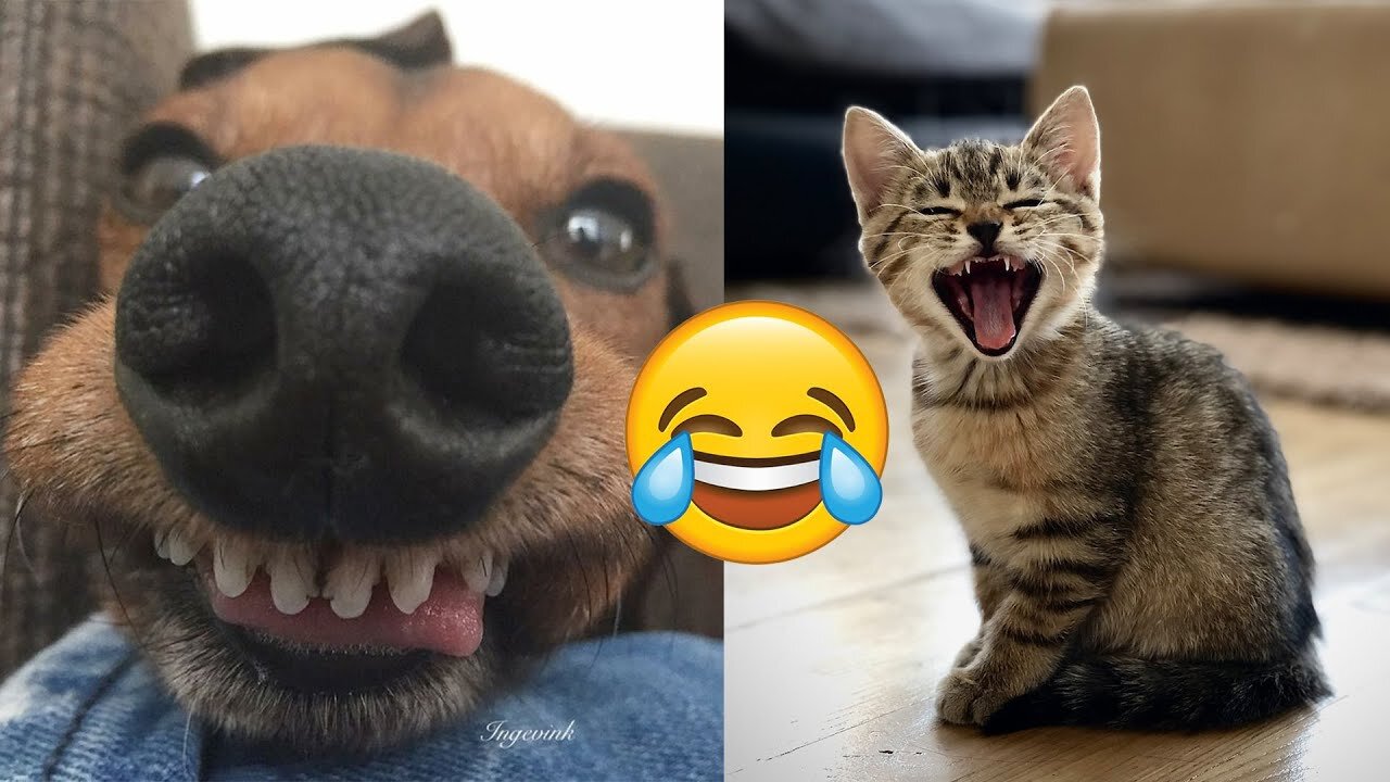 Animals Captured Being Rude