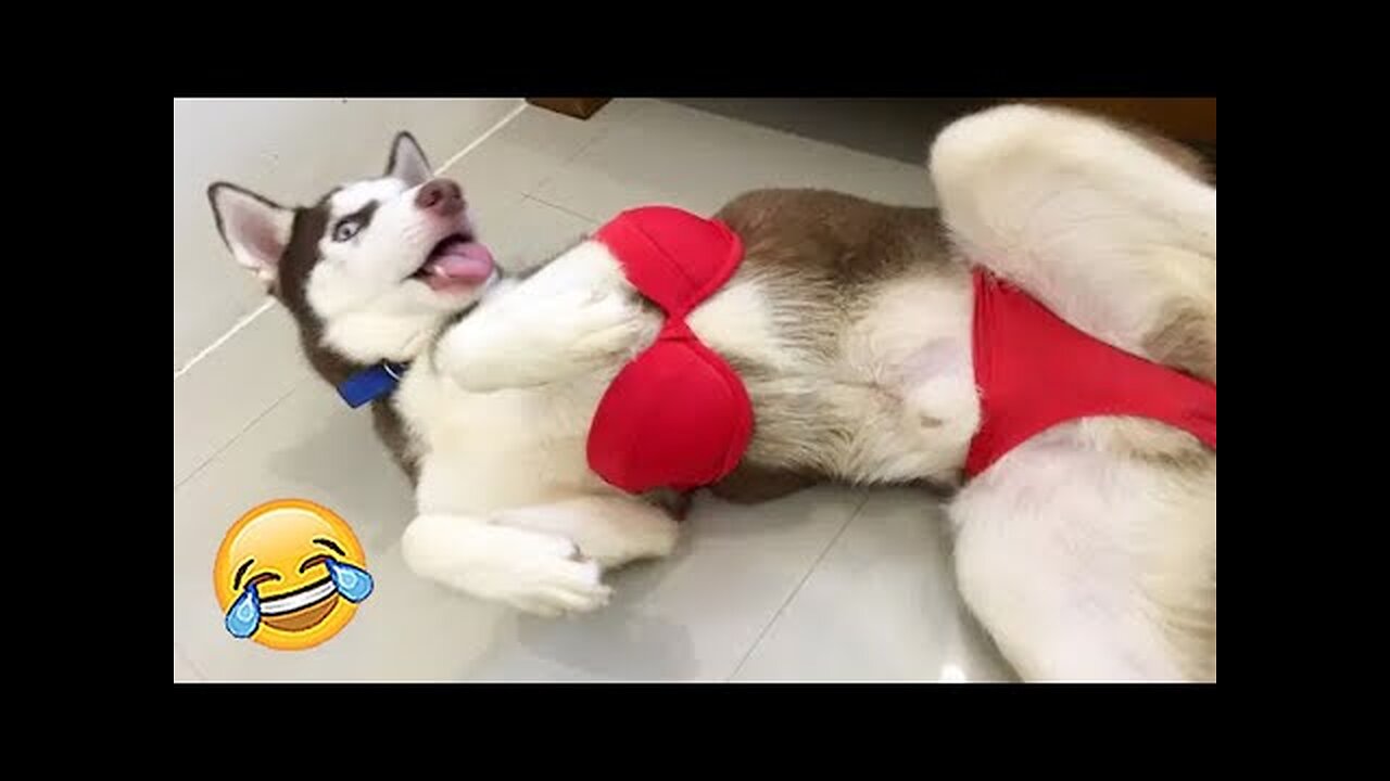 OMG! SO FUNNY - Funniest Dogs and Cats Video 2023