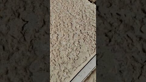 Probably deserved to be chased down by this spider #shorts