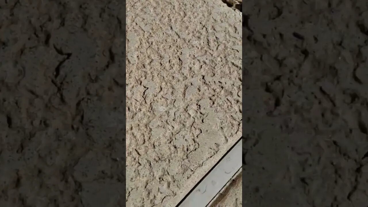 Probably deserved to be chased down by this spider #shorts