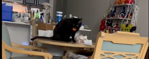 Adopting a cat From a Shelter Vlog Precious Piper makes Sweet Sounds While Carrying Her Toy. #shorts