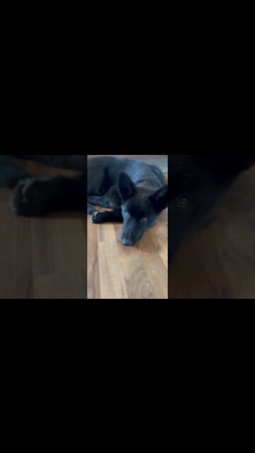 Lycan Shepherd Ragnar Chilling After Morning Chores. 🐺😊 #shorts #lycanshepherd #farm #iowa