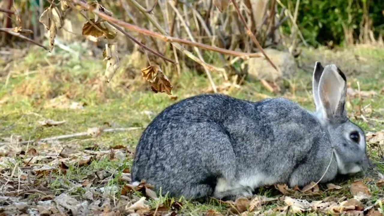 Rabbit eating/rabbit eat grass. #rabbitfunnyshorts #ZOO TV #rabbitbunny