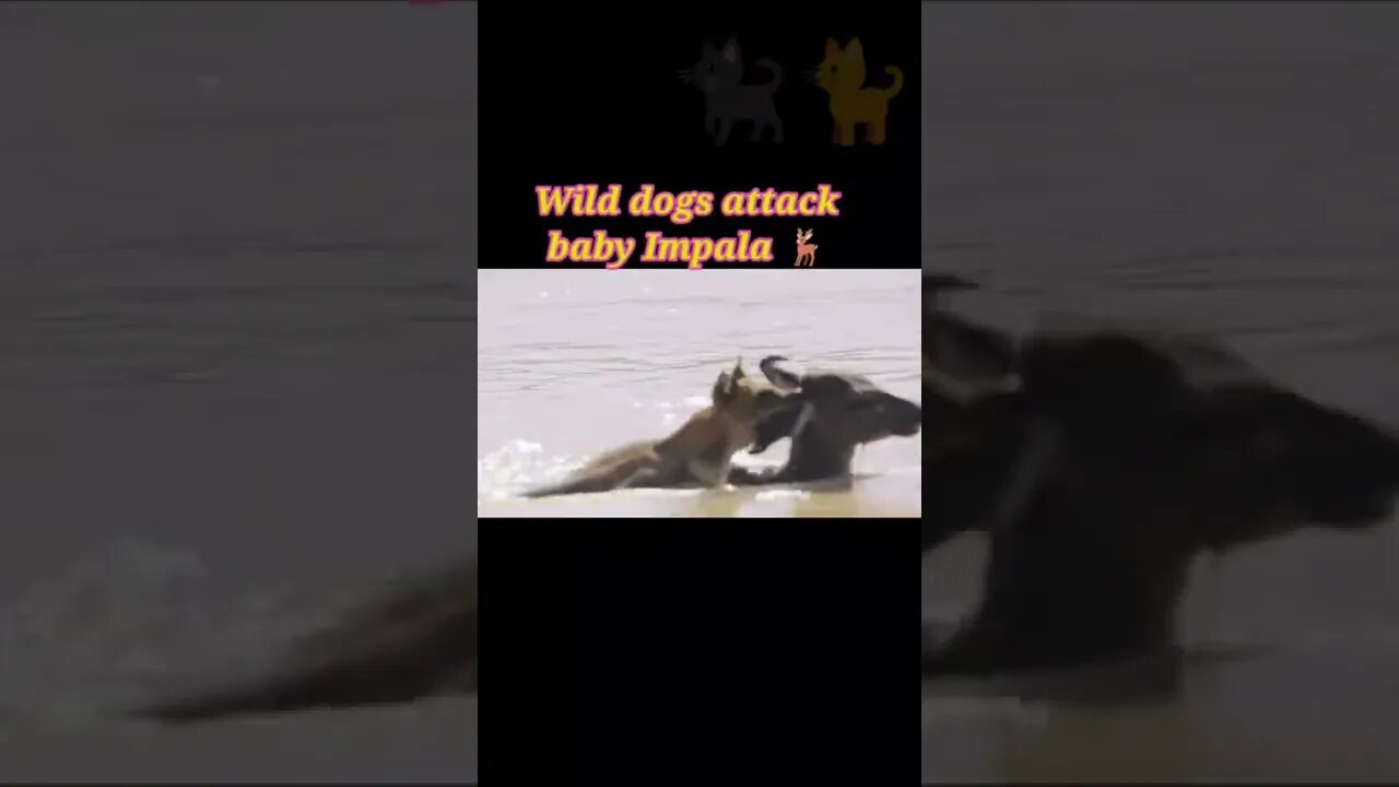 Wild dogs attack baby impala 2022🦌#youtubeshorts #shorts #shortvideo